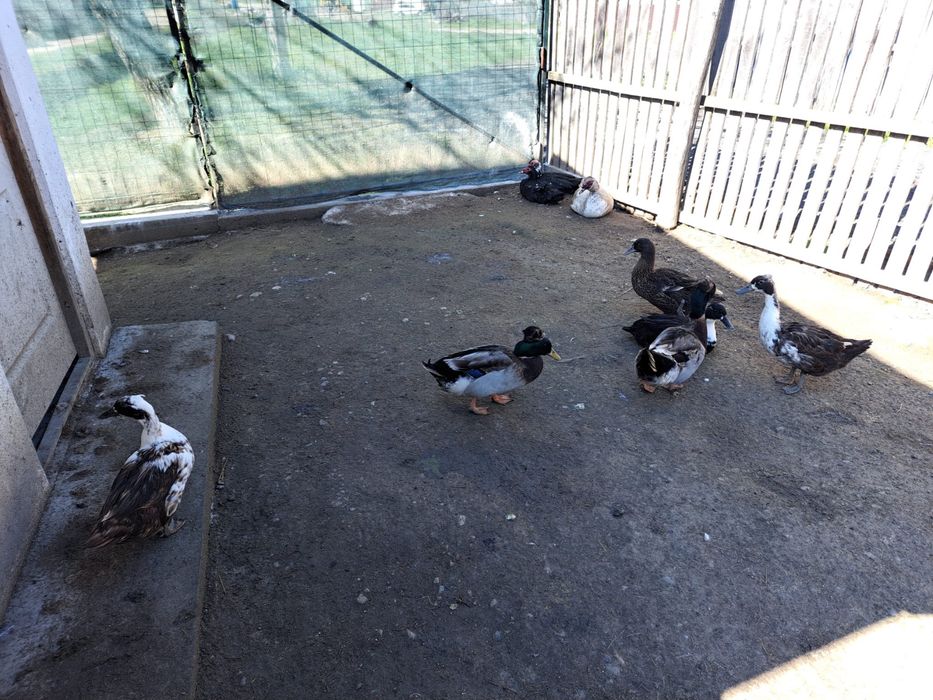 De vanzare rate si ratoi