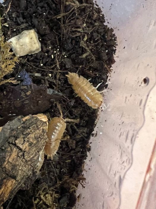 мокрицы Porcellionides pruinosus