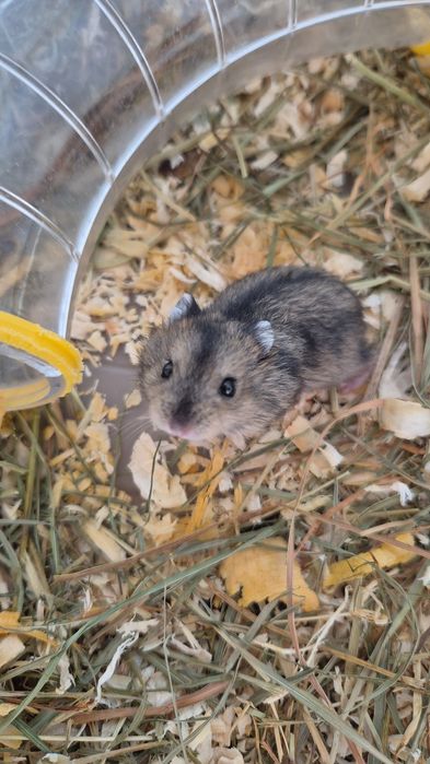 Pui de hamster siberian