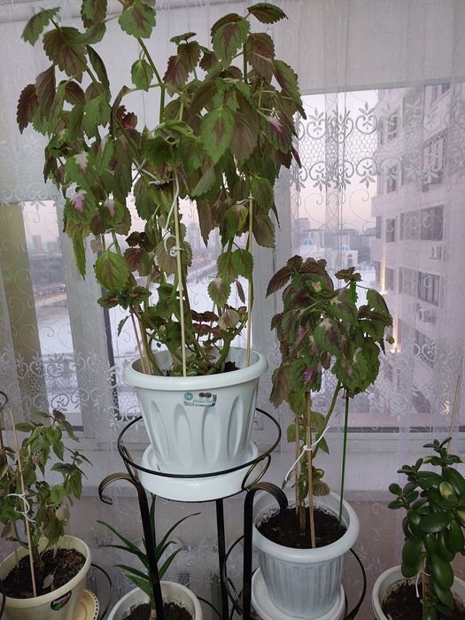 Цветы комнатные недорого