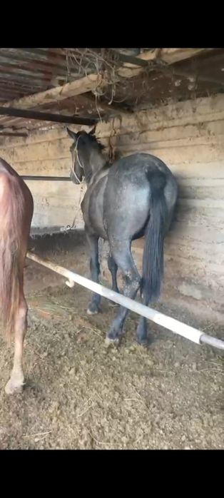 Жақсы жылқының тұқымы