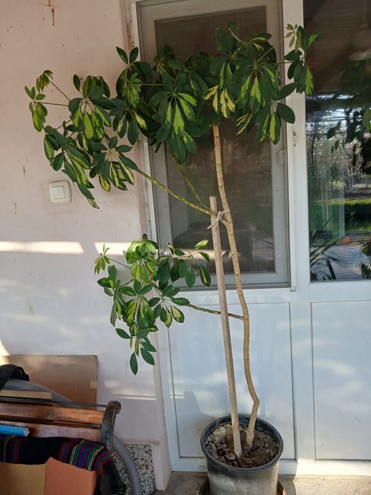 Продавам саксийни цветя