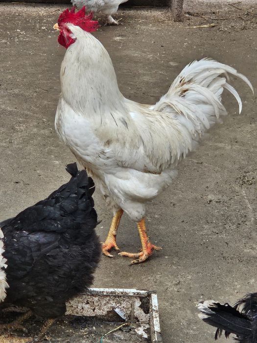 Vând oua pt incubat sau consum