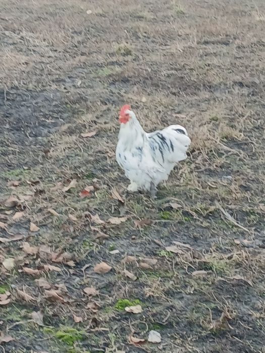 Vand cocosi cochinchina pitic.