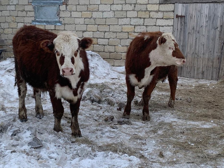 Өгіздер сатылады.