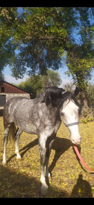 Продам.  Кобыла 2020 года рождения.