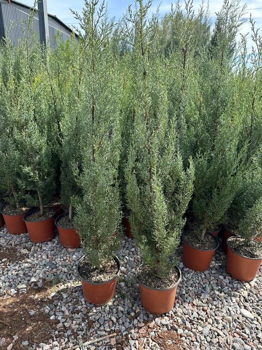 Кипарис Аризоника Фастигиата 1–1.2 м, Италия