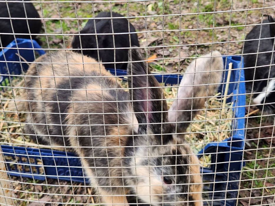 Quyon bolalari sotiladi