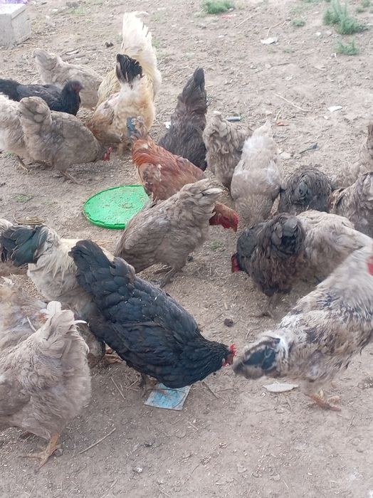 Продам курей и петухов