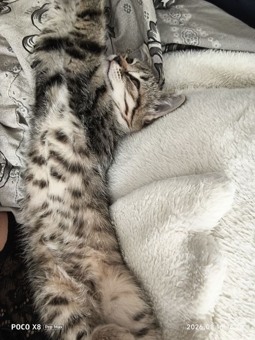 Отдам котенка в добрые руки