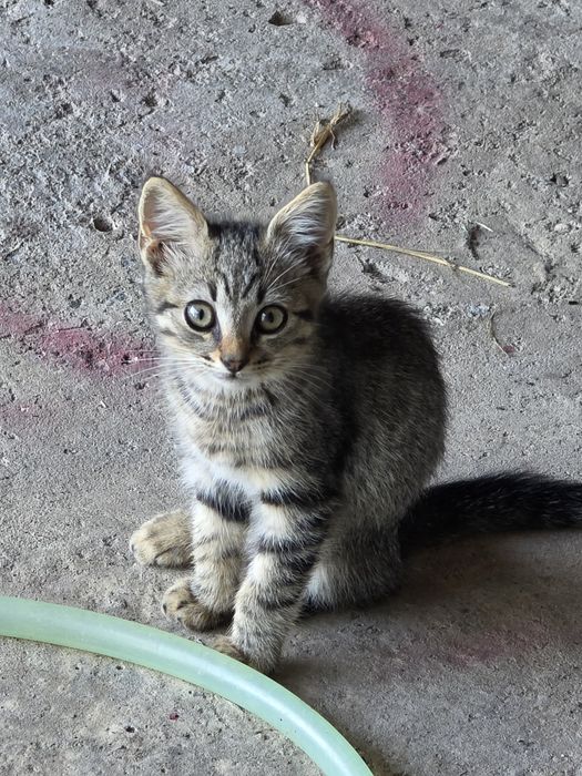 Donez pui de pisica Tulcea
