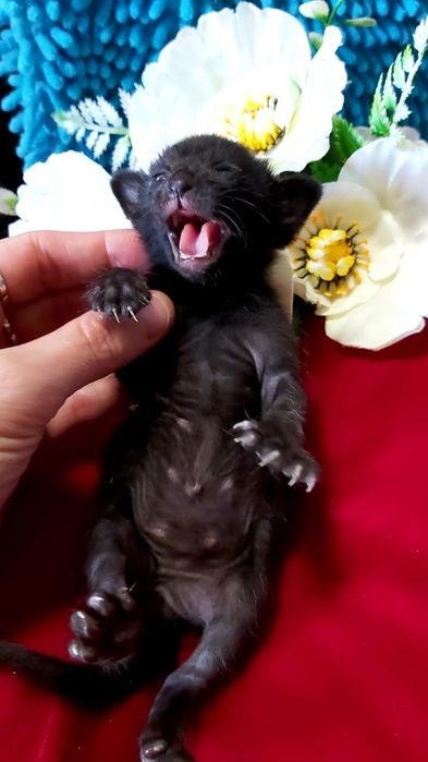 ОРИЕНТАЛЫ - котята, Окрасы разные