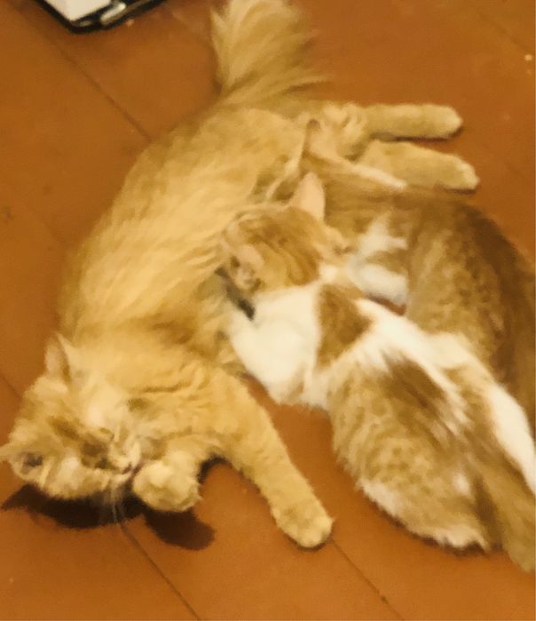 Котята, 3 месячные , в добрые руки