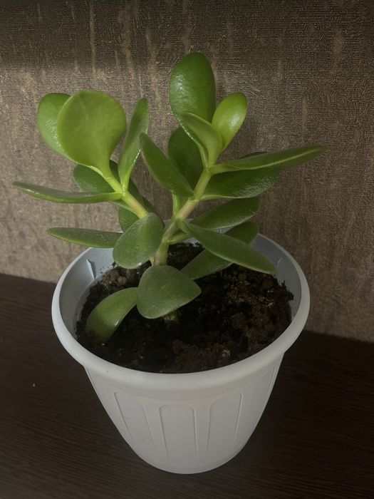 Денежное дерево и кактусы.