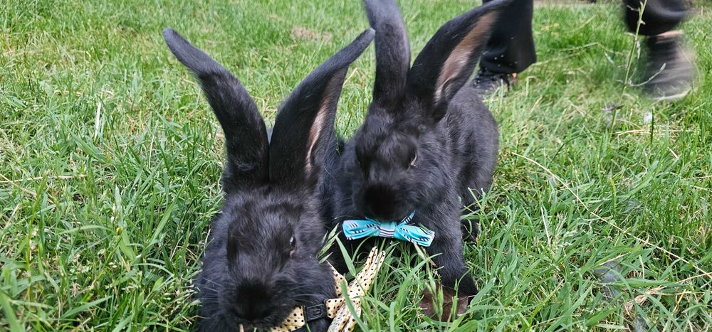 Iepuri Marele Belgian și Uriaș de Transilvania