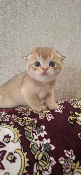 Чистокровные котята скоттиш фолд