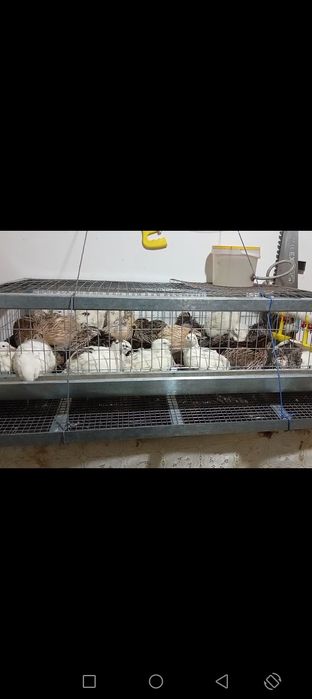 продаю перепелинов.