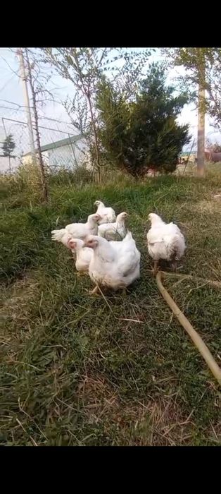 Мясо домашней птицы
