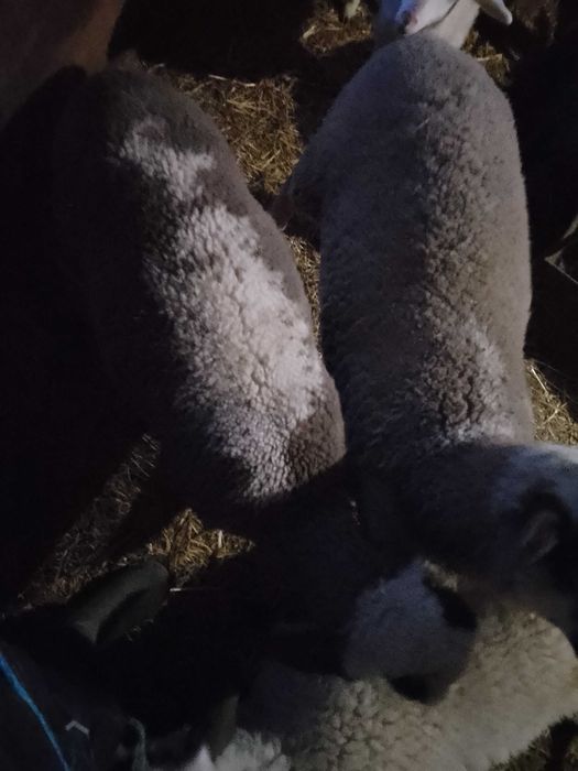 Агнета Долни чифлик варненско 6€ живо тегло и трупно 12€