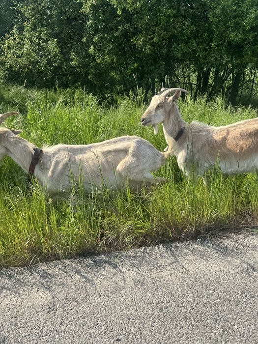 Capre bune  de lapte de la a treia fatare