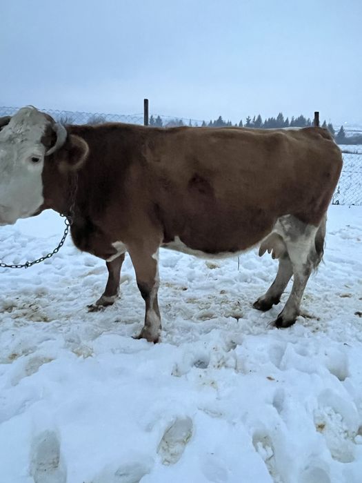 De vanzare vaca de 9 ani