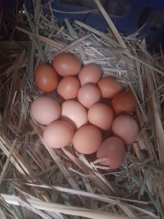 Қолдың жұмыртқасы