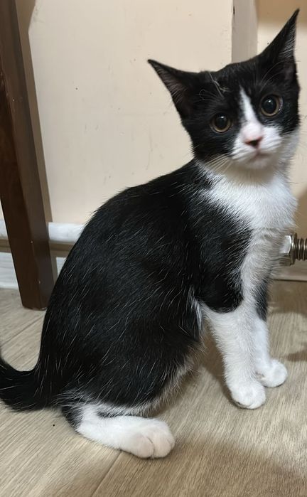 Ищет дом котенок