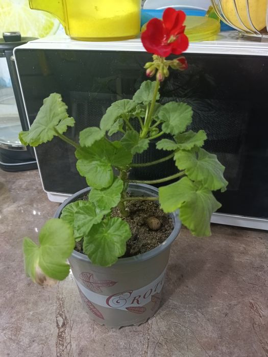 Продаю цветы комнатные