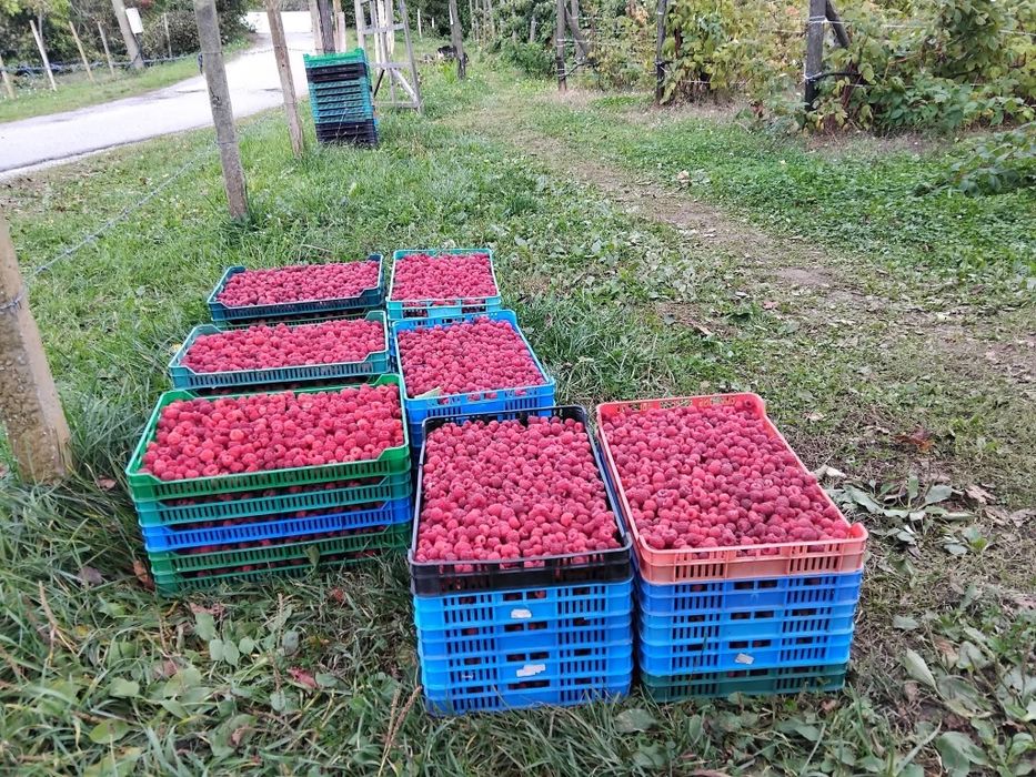 Продавам разсад малини