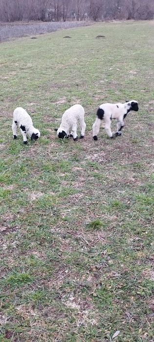 Miei si iezi de paste