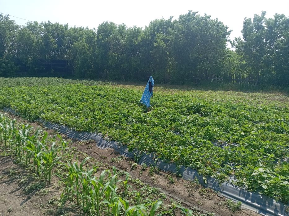 Продам  2 дома каждый