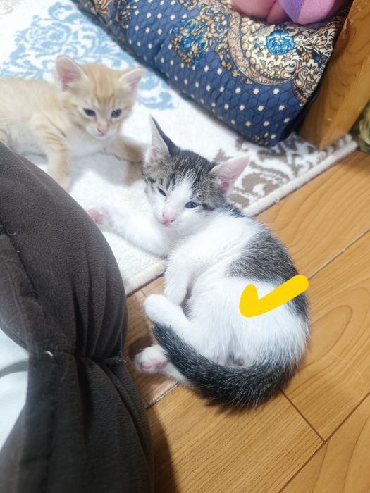 Отдам котят в добрые руки