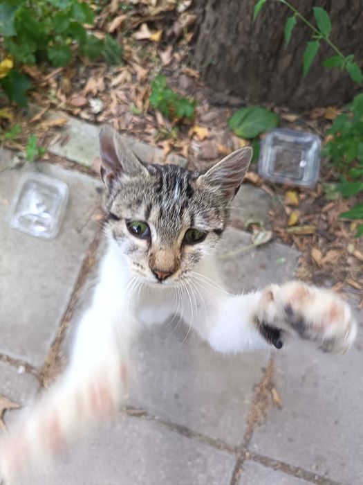 Коте Бамби чака своя осиновител