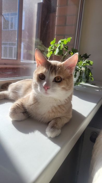 Отдам кота в хорошие руки