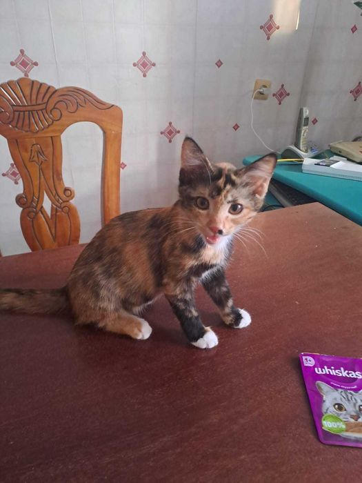 Котенок трехцветная с белыми лапками, 3.5 мес., котята разные...