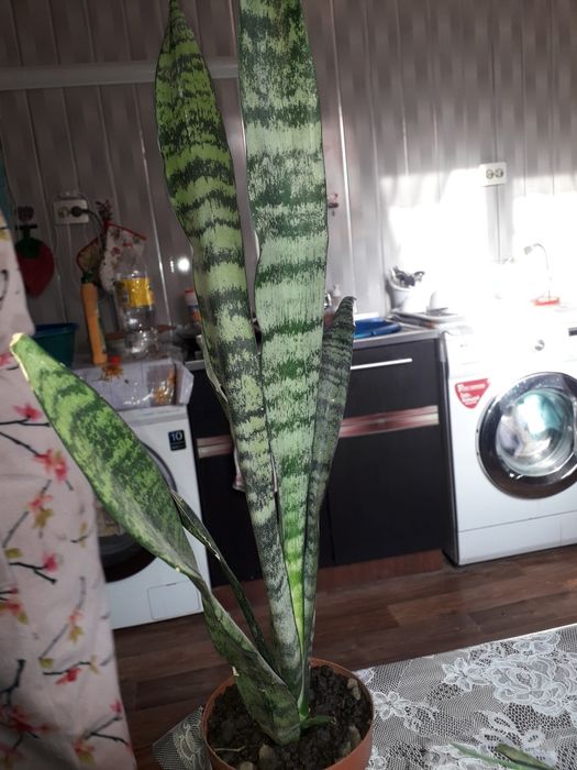 Продам цветок щучий хвост