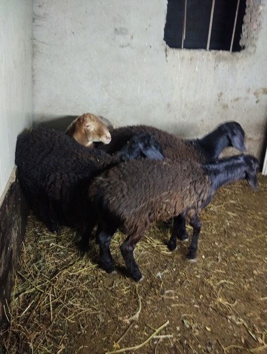 Овцы гусарская порода