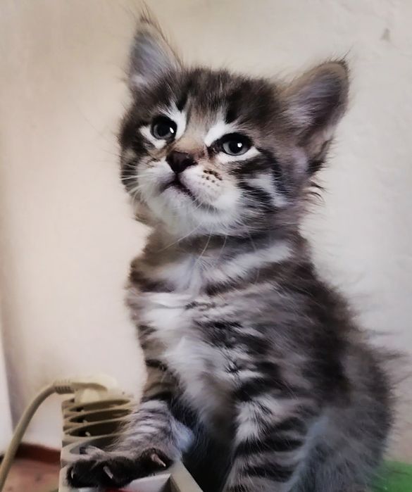 Чудный, красивый котёнок .