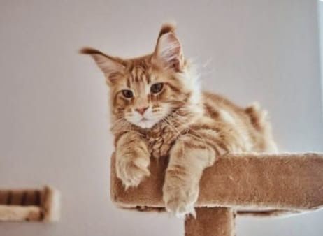 Котята Мейн кун