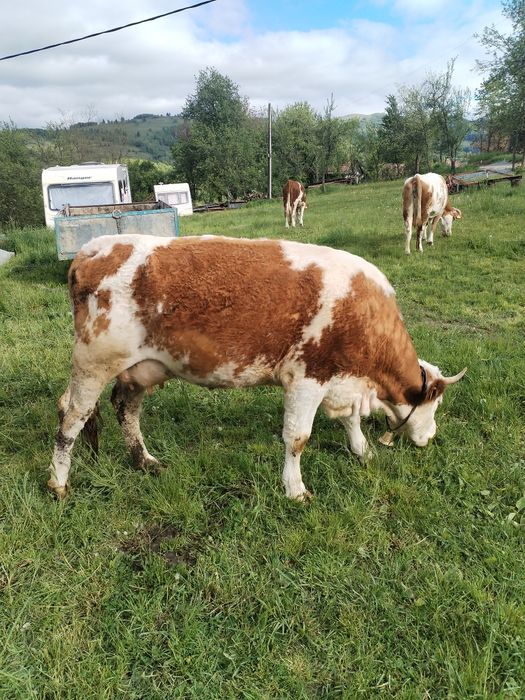 Vând juninca la prima fătare!