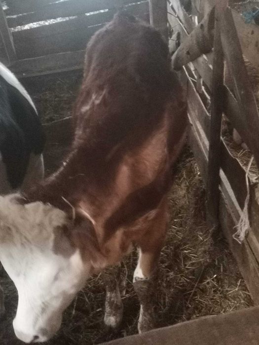 Vând vitei de diferite varste și o vacă gestantă