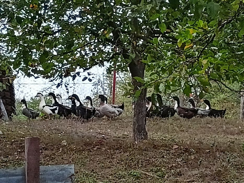 Vând rațe, specia Polar.