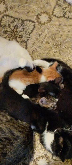 Отдам доморощенных  котят