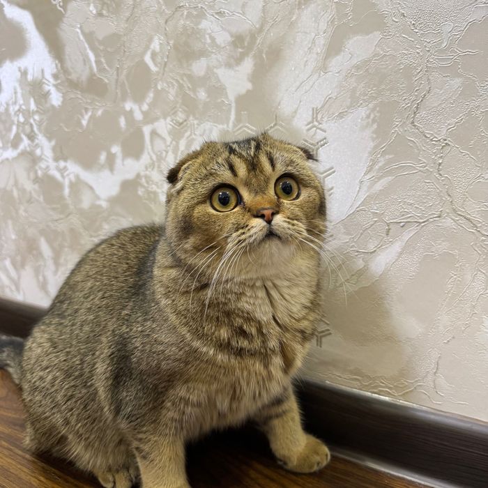 Mushuk sotiladi skotish fold