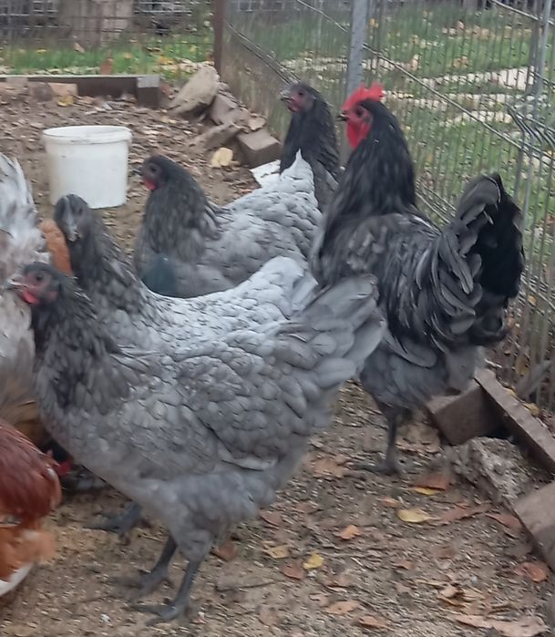 Gaini australorp