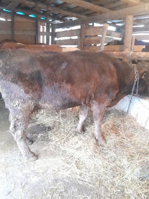 Vand 3 vaci și un cal