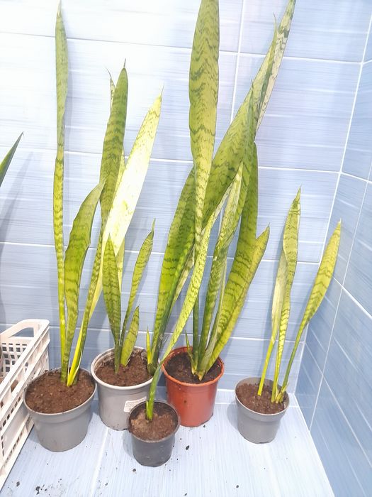 Сансивиера или меч