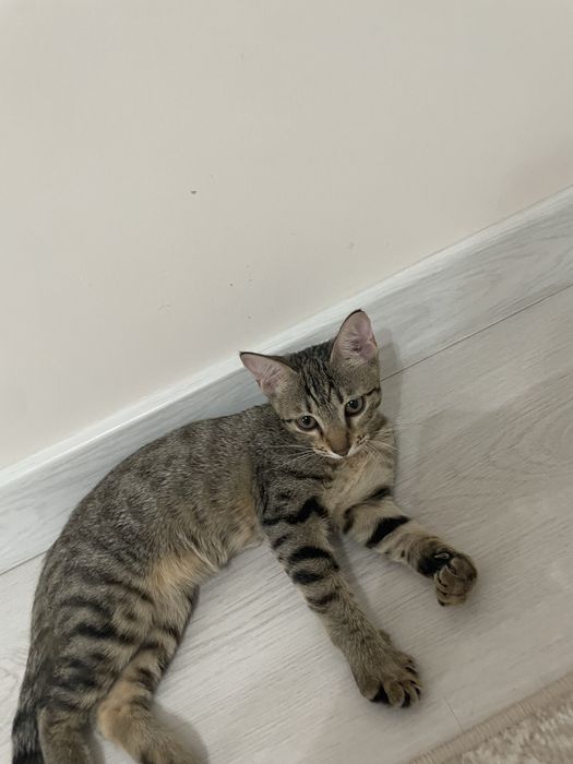 Отдам бесплатно котенка