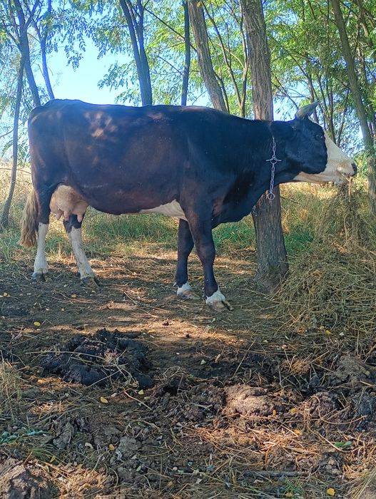 Vând vaca de 4 ani fătată recent