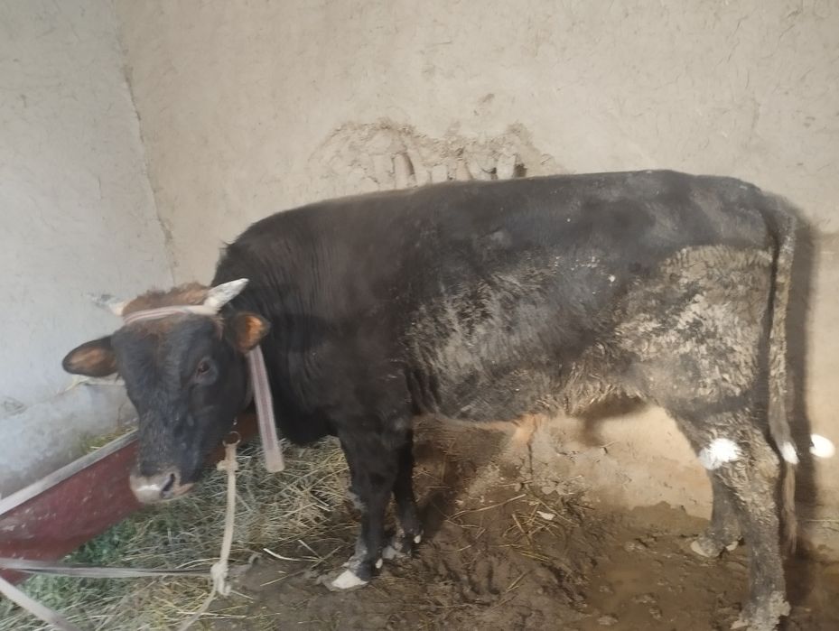 Бокилган бука сотилади